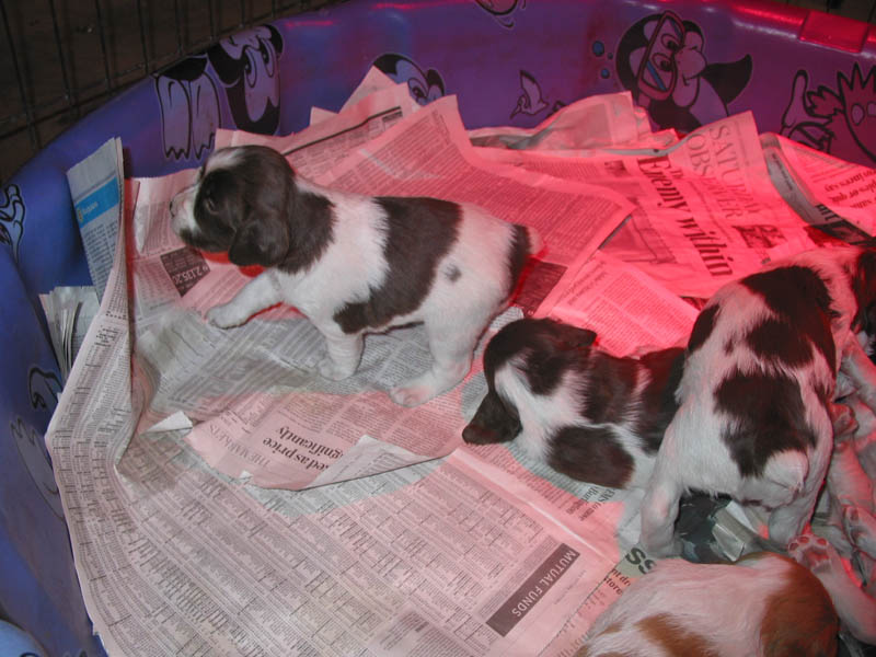 20041228-puppy-0022