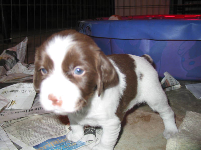 20041228-puppy-0038