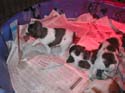 20041228-puppy-0022