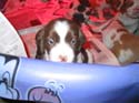 20041228-puppy-0025