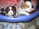 20041228-puppy-0029