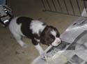 20041228-puppy-0035