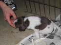 20041228-puppy-0036