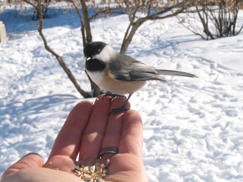 20050130-chickadee-0003