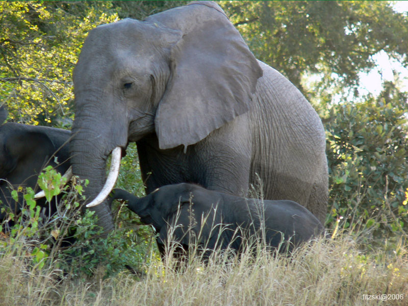 20060623-p-elephant-g032b