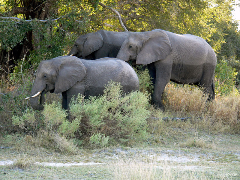 20060623-p-elephant-g040b