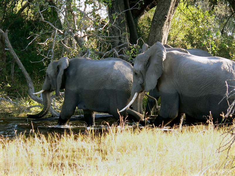 20060623-p-elephant-g046b