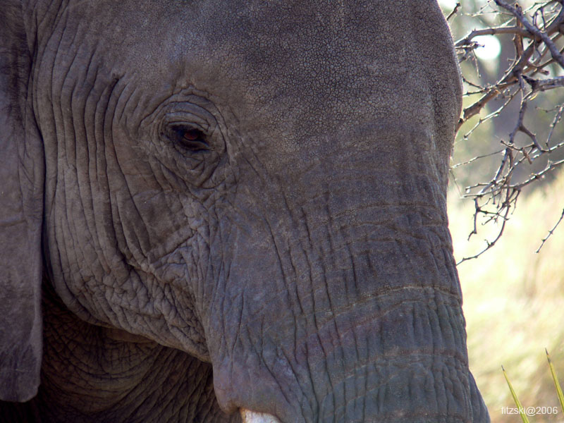 20060623-p-elephant-g063b