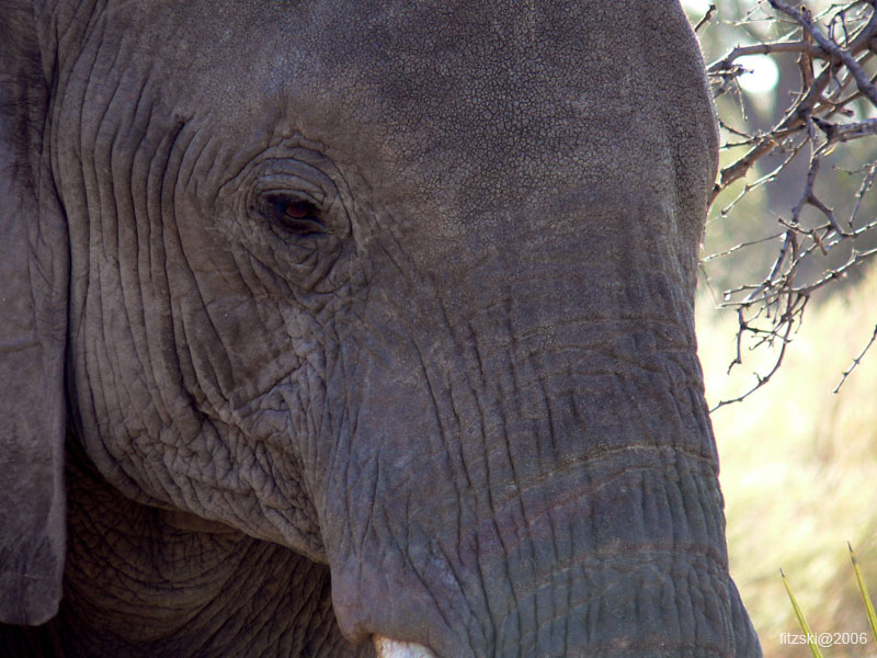 20060623-p-elephant-g063b