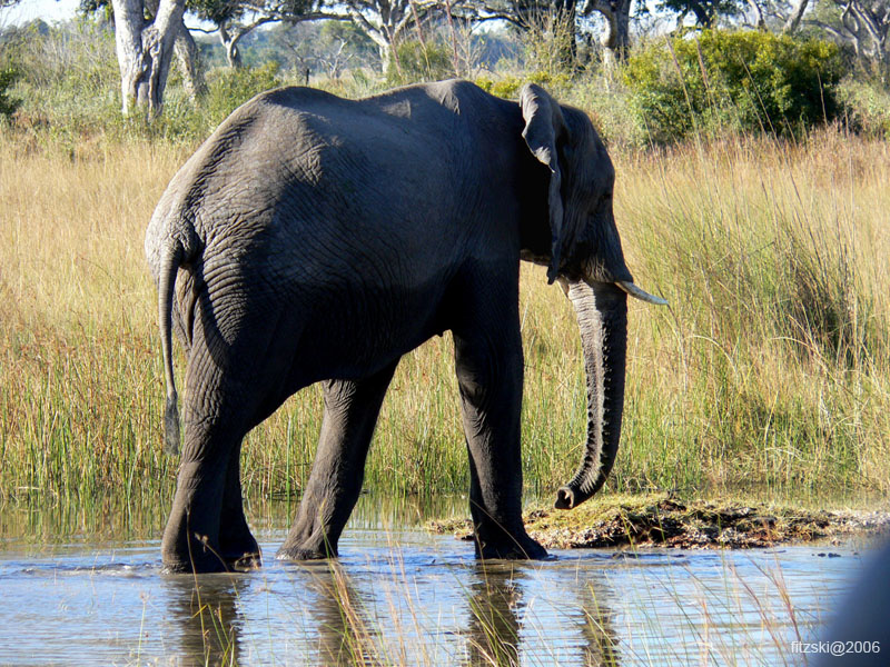 20060623-p-elephant-g069b