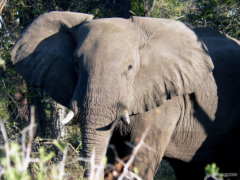 20060623-p-elephant-g092b