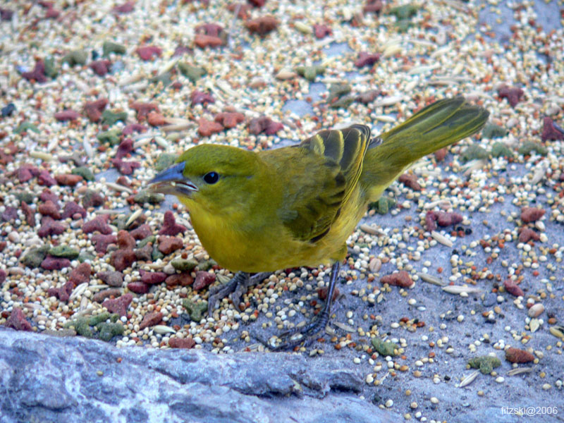 20060623-p-golden.weaver-g011b