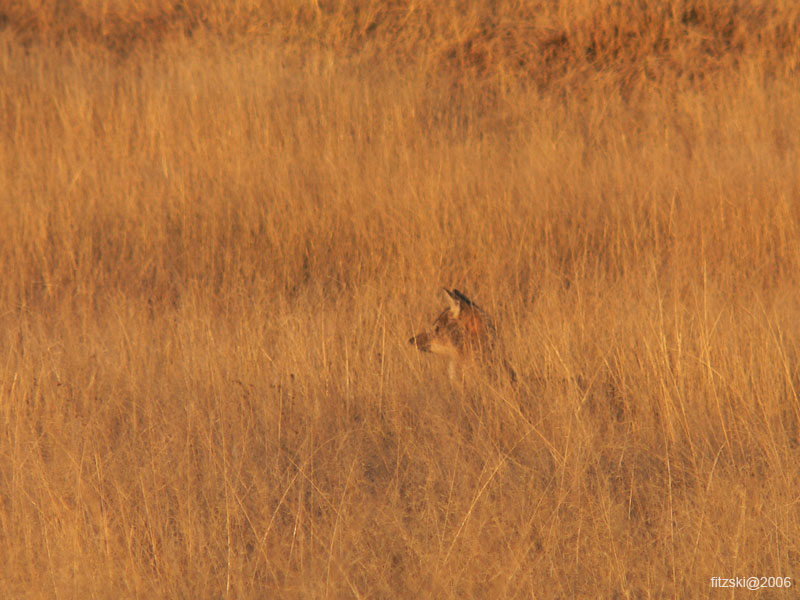 20060623-p-sidestriped.jackal-g144b