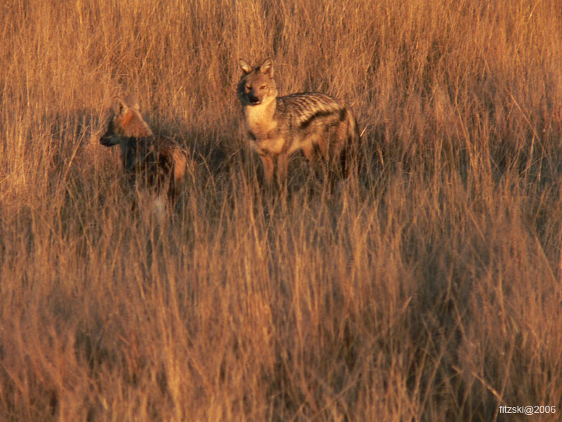 20060623-p-sidestriped.jackal-g146b