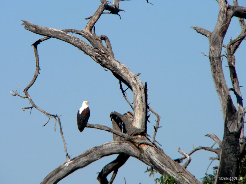 20060624-p-fish.eagle-s043b