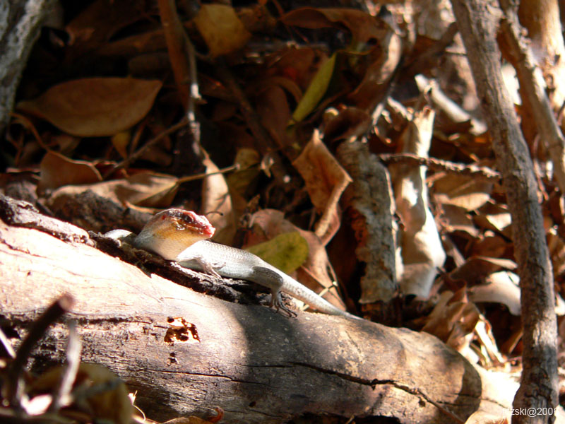 20060624-p-gecko-s072b