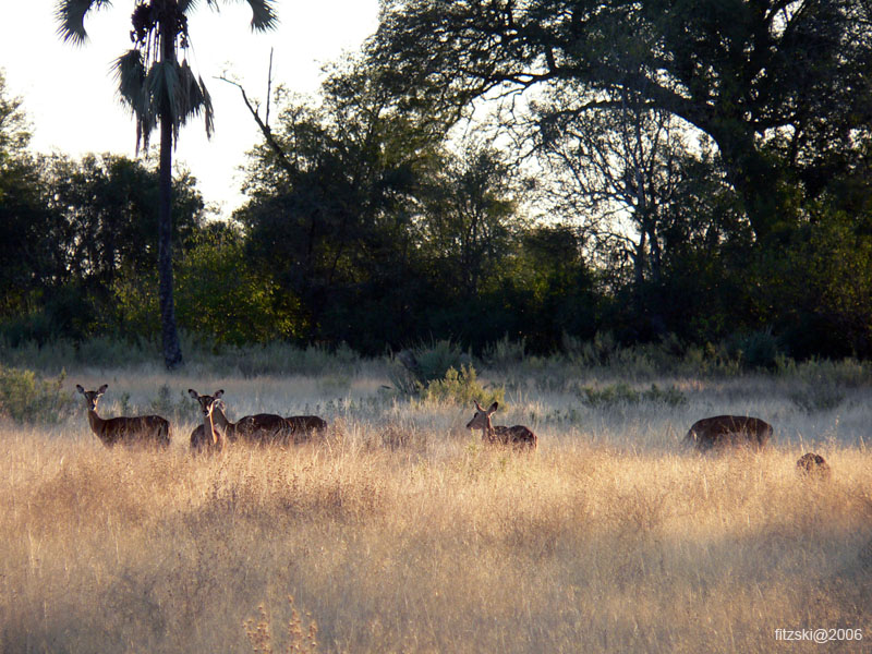 20060624-p-impala-s087b