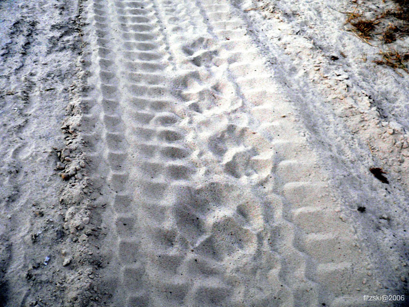 20060624-p-lion.tracks-s108b