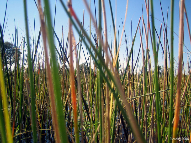 20060624-p-mokoro.grasses-g030b