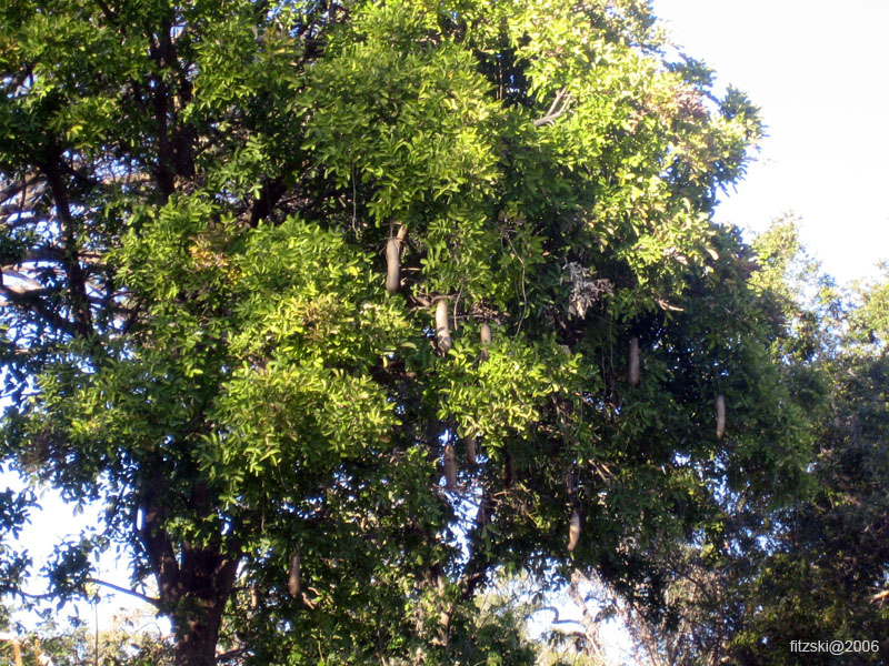 20060624-p-sausage.tree-g009b