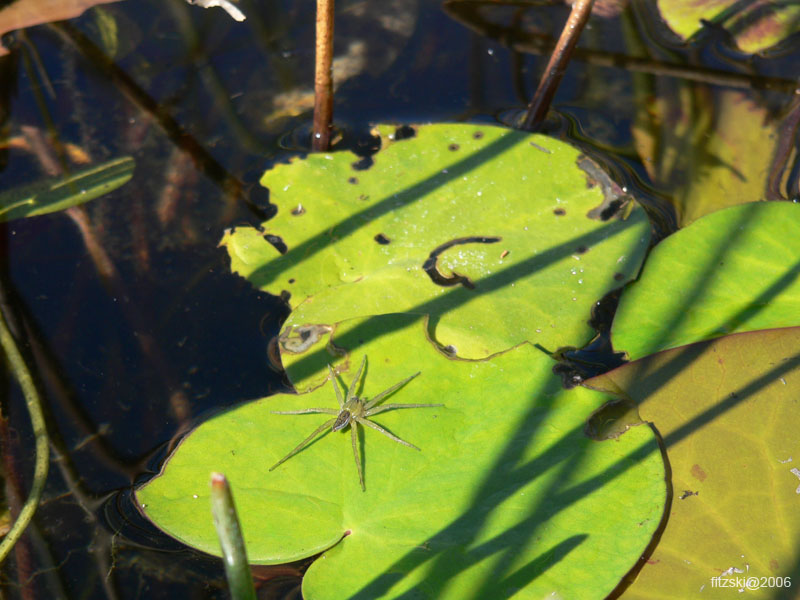 20060624-p-spider-s055b