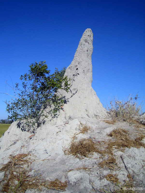 20060624-p-termite.mound-g022b