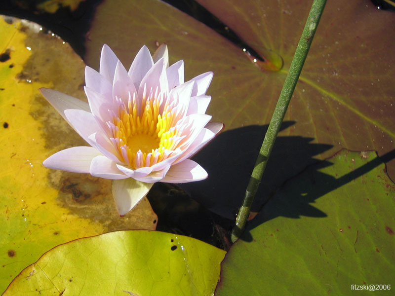 20060624-p-waterlily.day-g052b