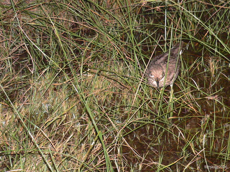 20060624-p-wood.sandpiper-s114b