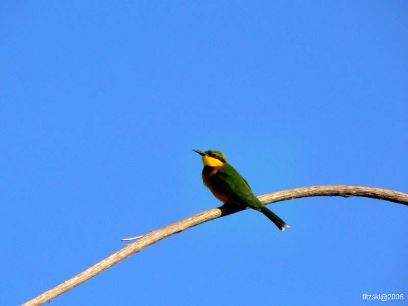 20060625-p-bee.eater.little-s102b