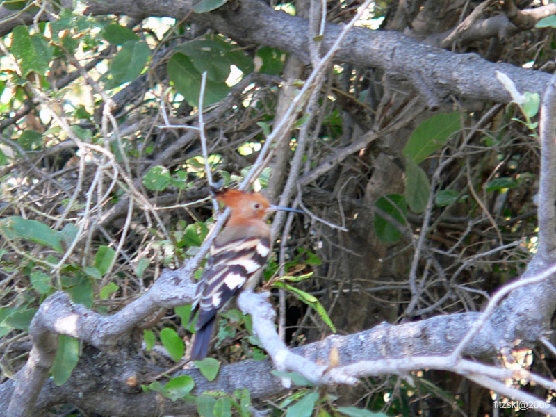 20060625-p-hoopoe-s074b