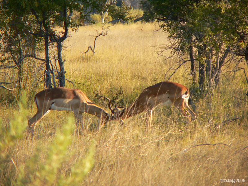 20060625-p-impala-s123b