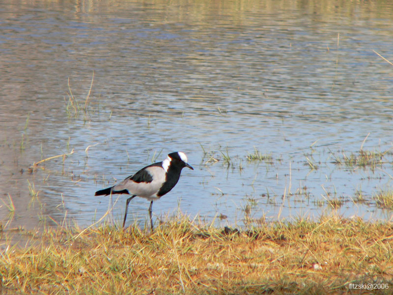 20060625-p-plover.blacksmith-s029b