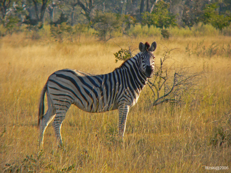 20060625-p-zebra-s116b