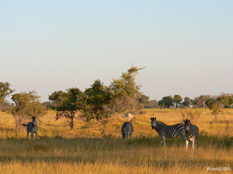 20060625-p-zebra-s136b