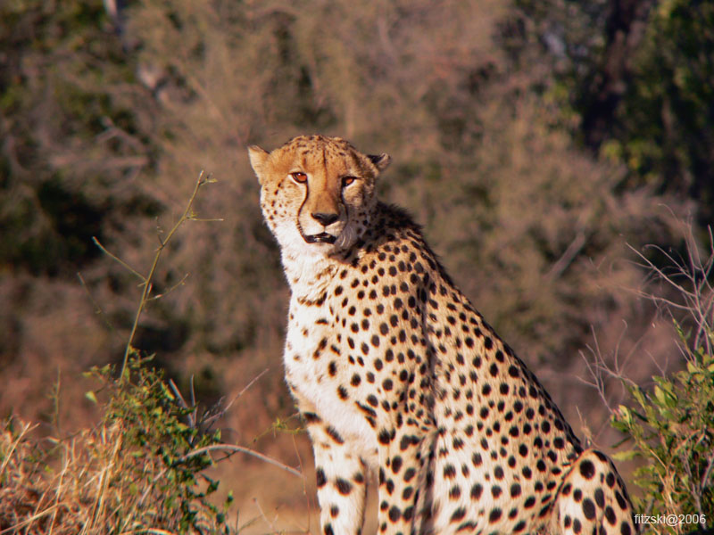 20060626-k-cheetah-s028b