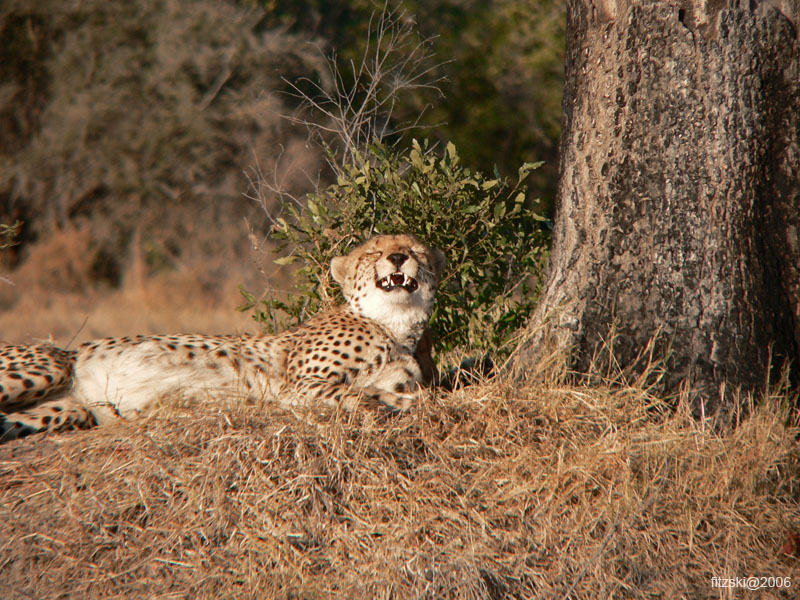 20060626-k-cheetah-s035b