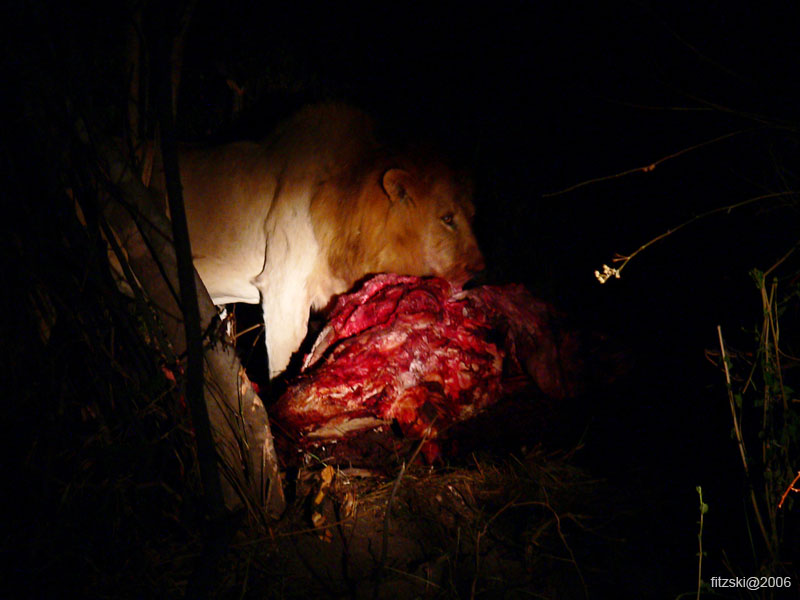 20060626-k-lion.night.eating-s072b