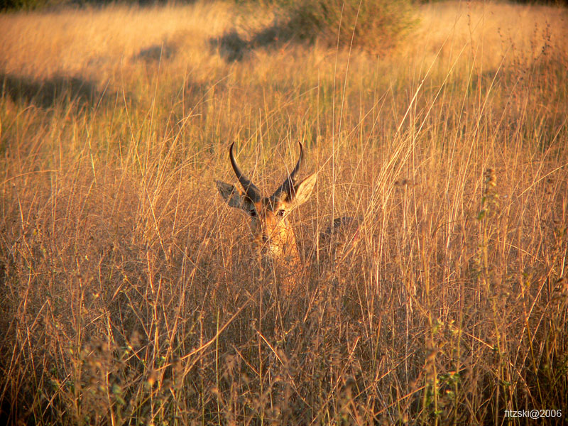 20060626-k-reedbuck-s049b