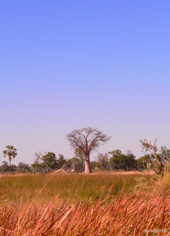 20060626-p-baobab-s047b