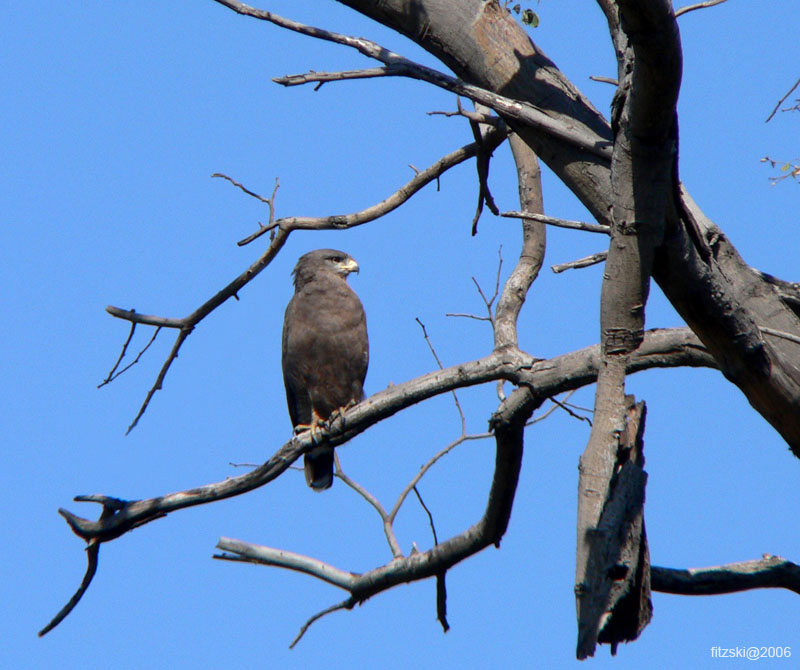 20060626-p-brown.snake.eagle-s069b