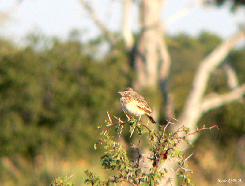 20060626-p-grassland.pipit-s010b