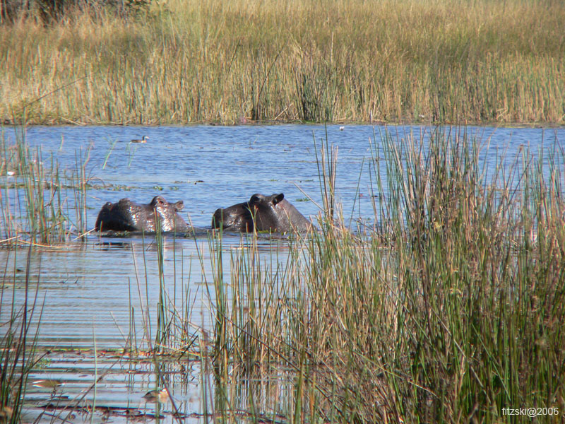 20060626-p-hippo-s075b