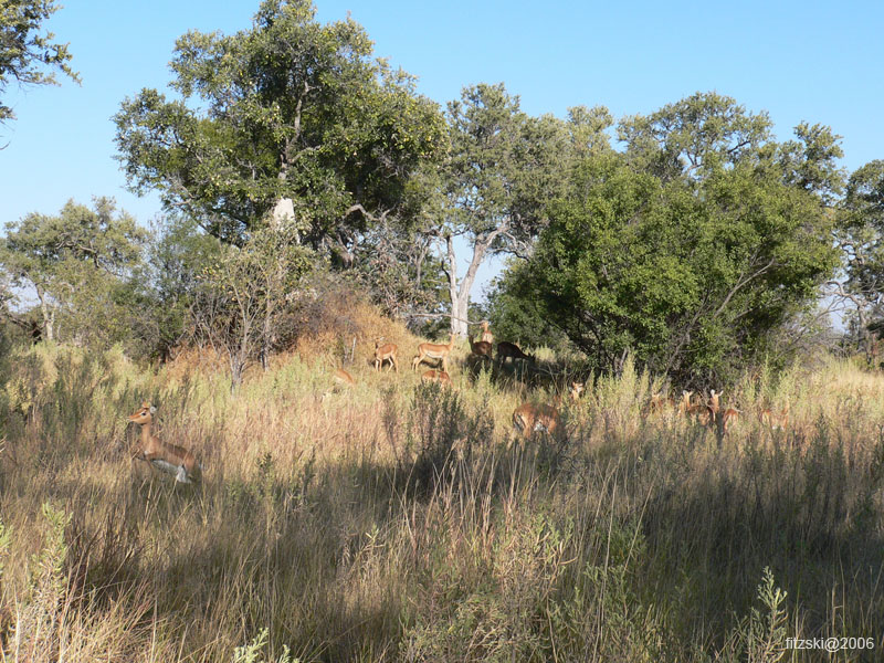 20060626-p-impala-s022b