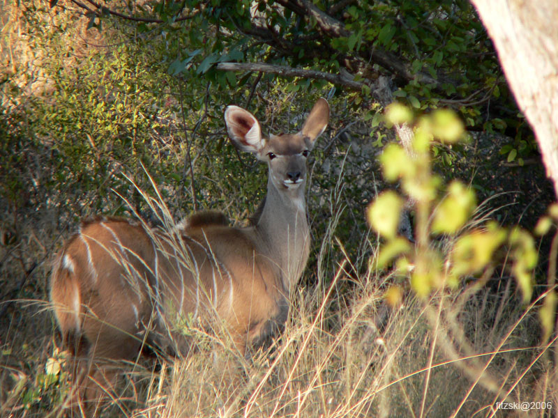 20060626-p-kudu-s015b