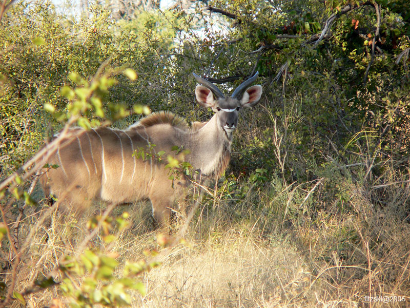 20060626-p-kudu-s018b