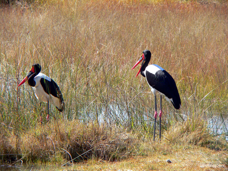 20060626-p-stork.saddlebilled-s065b