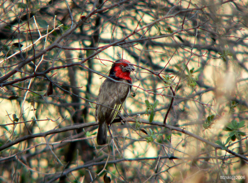 20060627-k-barbet.blackcollared-s067b