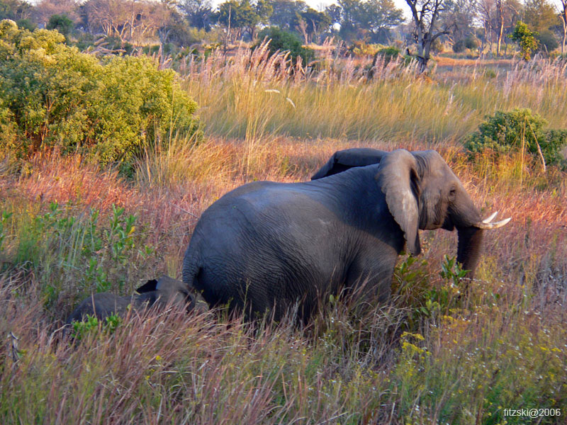 20060627-k-elephant-s093b