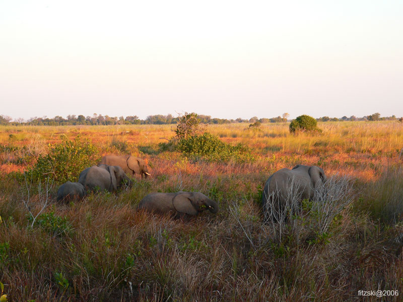 20060627-k-elephant-s097b