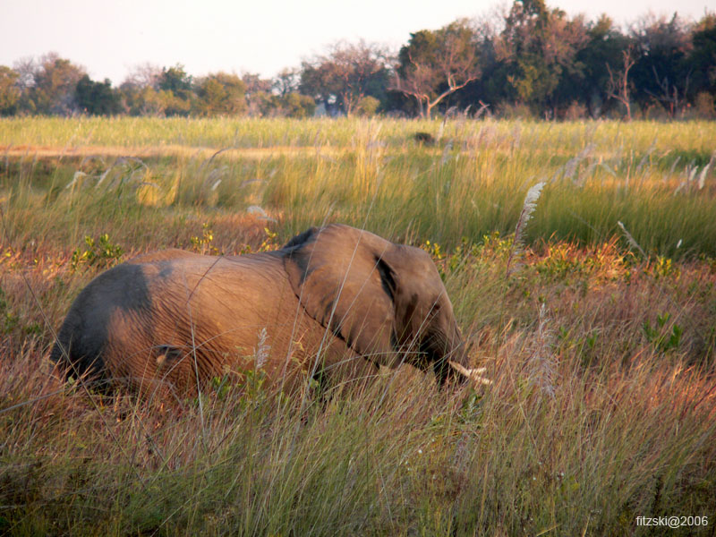 20060627-k-elephant-s104b